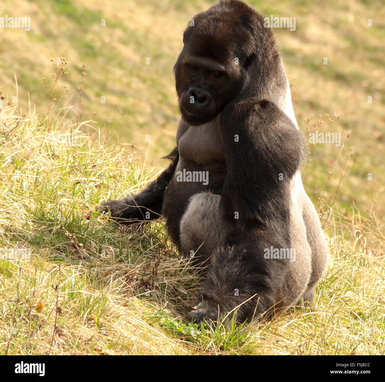 Silverback western pianura gorilla seduto da se stesso in un campo di erba Foto Stock