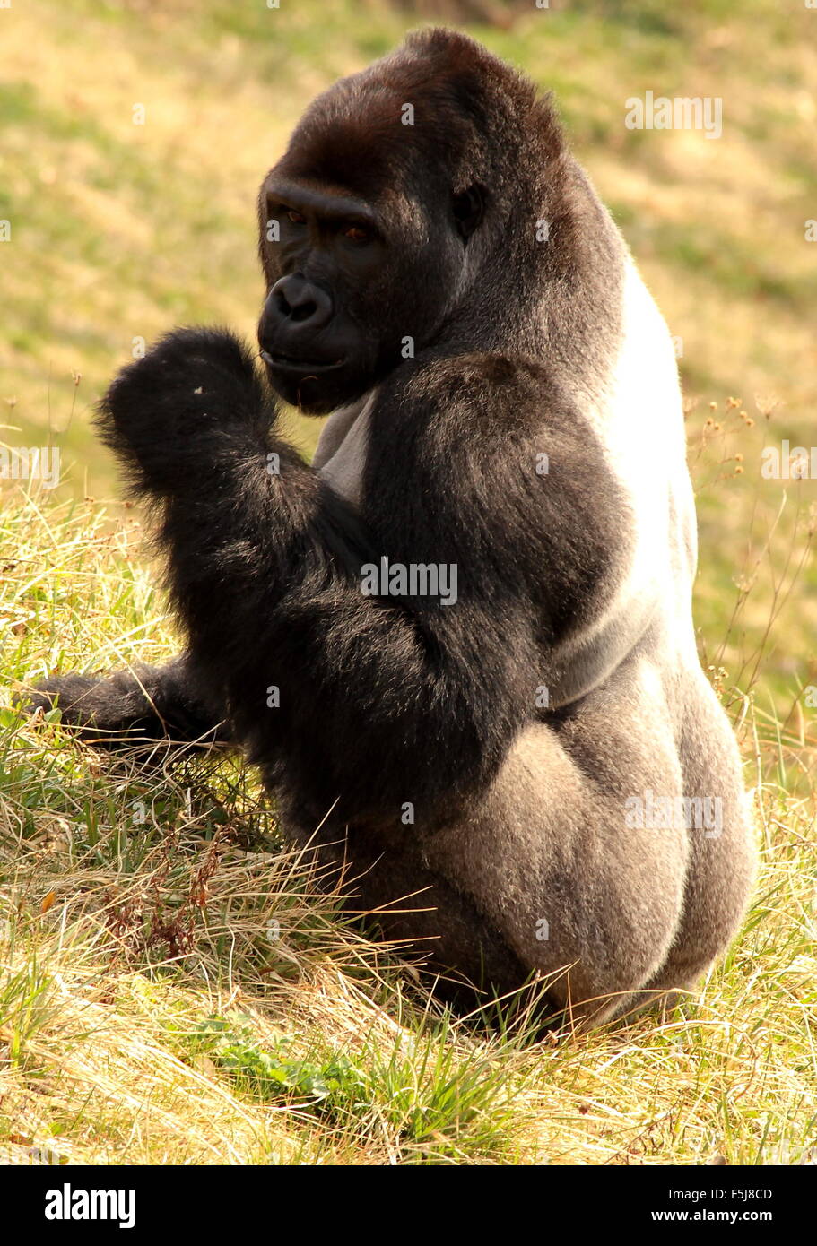 Silverback western pianura gorilla seduto da se stesso in un campo Foto Stock