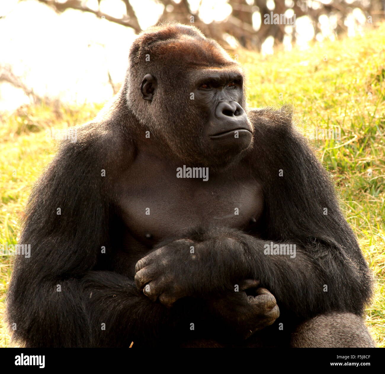 Silverback western pianura gorilla seduto da se stesso in un campo Foto Stock