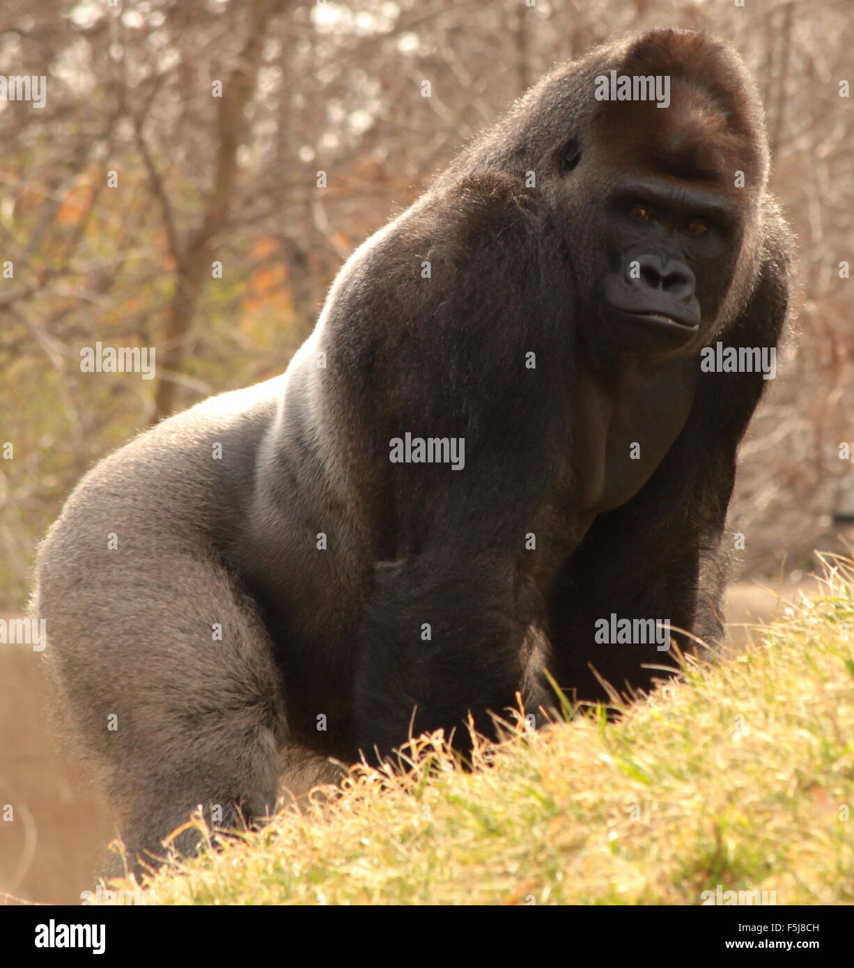 Silverback western pianura gorilla divertente se stesso in erba Foto Stock