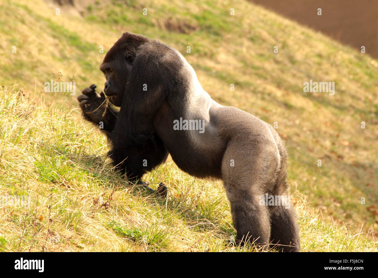 Silverback western pianura gorilla divertente se stesso in un campo Foto Stock