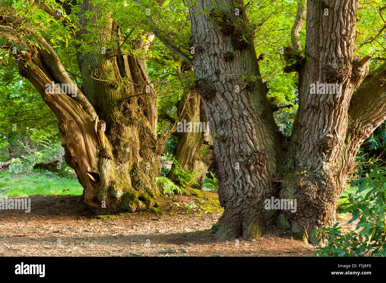 Antichi alberi che crescono in NORFOLK REGNO UNITO Foto Stock
