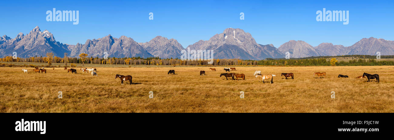 Ranch i cavalli e i Teton Range, Grand Tetons National Park, Wyoming USA Foto Stock