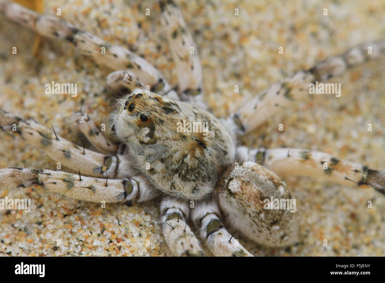Dolomedes Tenebrosus, noto anche come la pesca o spider web vivaio spider, su di una spiaggia di sabbia in Michigan Foto Stock