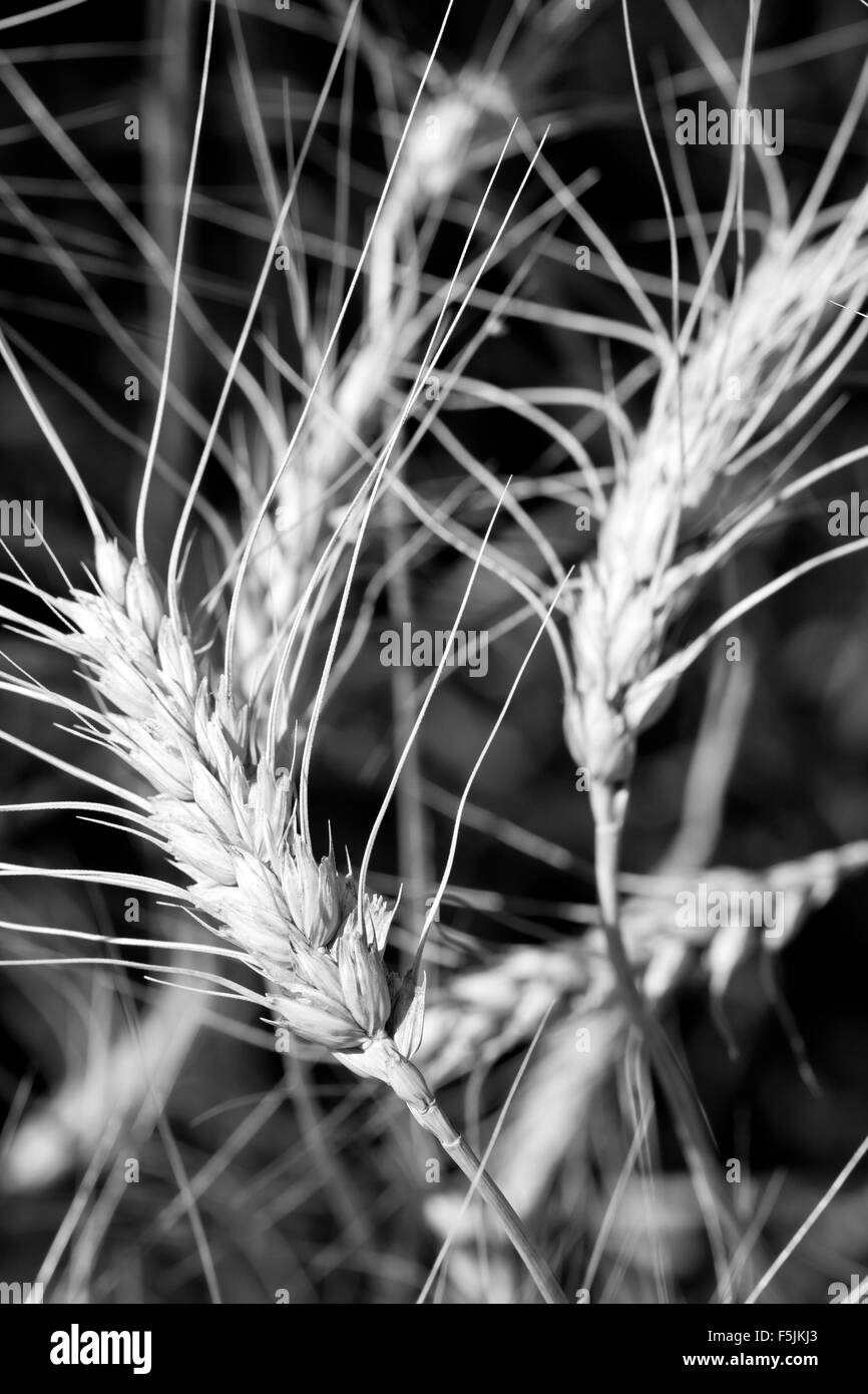 Vista ravvicinata di spighe di grano. In B/W Foto Stock