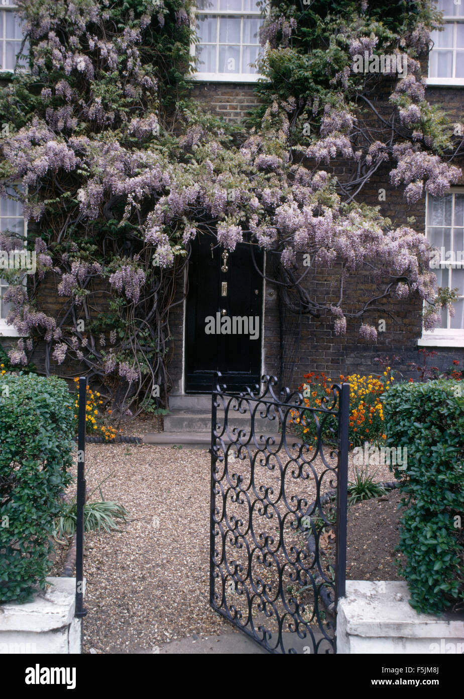 Ferro battuto cancello aperto a townhouse con mauve wisteria sulle pareti e un sentiero di ghiaia che conduce alla porta anteriore Foto Stock