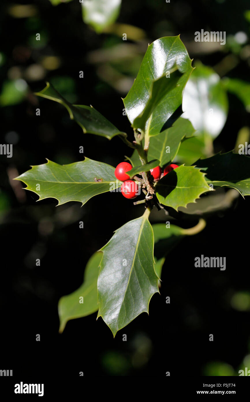 Ilex aquifolium (holly, comune holly, inglese holly, Europeo holly, natale agrifoglio) Foto Stock