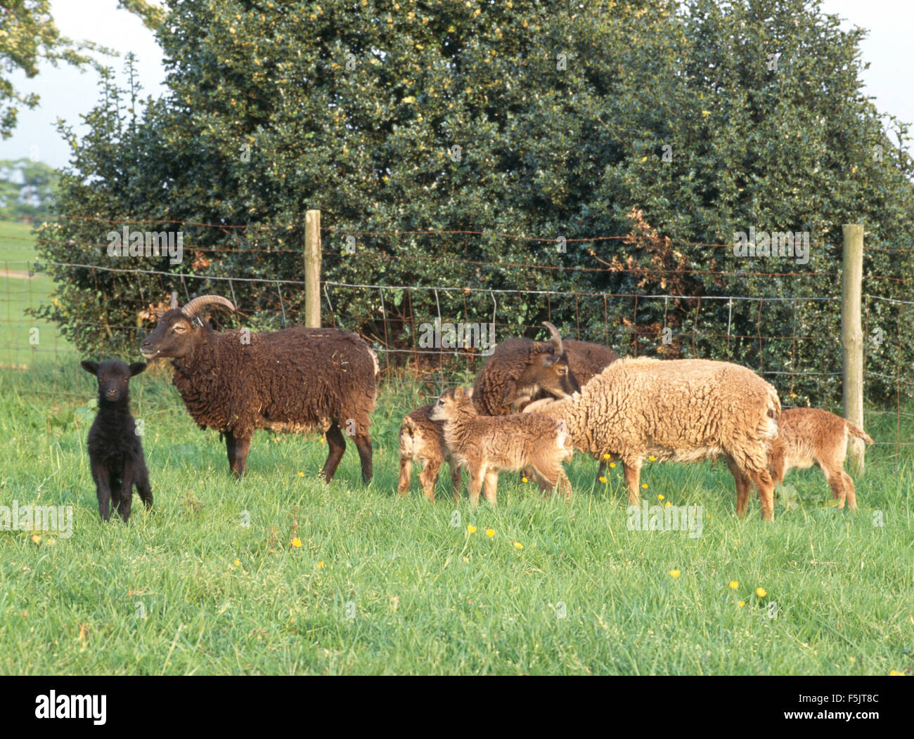 Marrone e color miele Soay pecore con agnelli in un campo Foto Stock