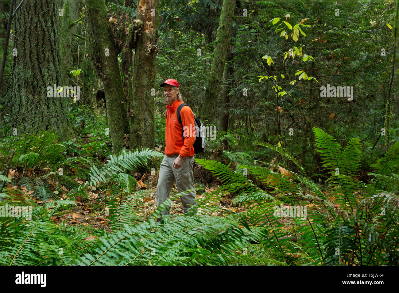 WA10850-00...WASHINGTON - escursionista seguendo il sentiero attraverso la fitta foresta di sentieri nuziale stato parco nei pressi di Kirkland. Foto Stock