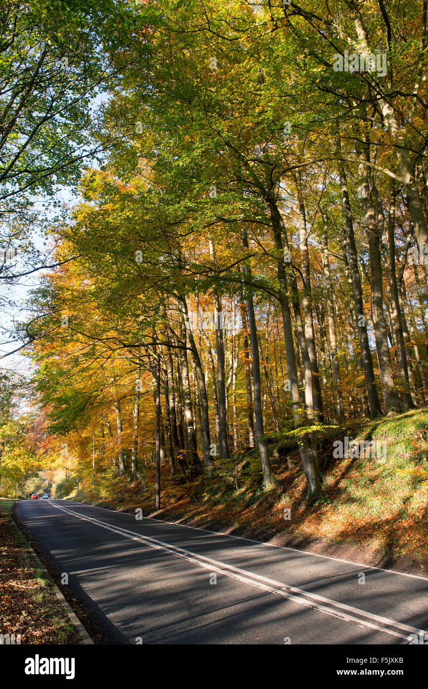 Fagus sylvatica. Faggi con fogliame di autunno lungo una strada in Cotswolds, Inghilterra Foto Stock