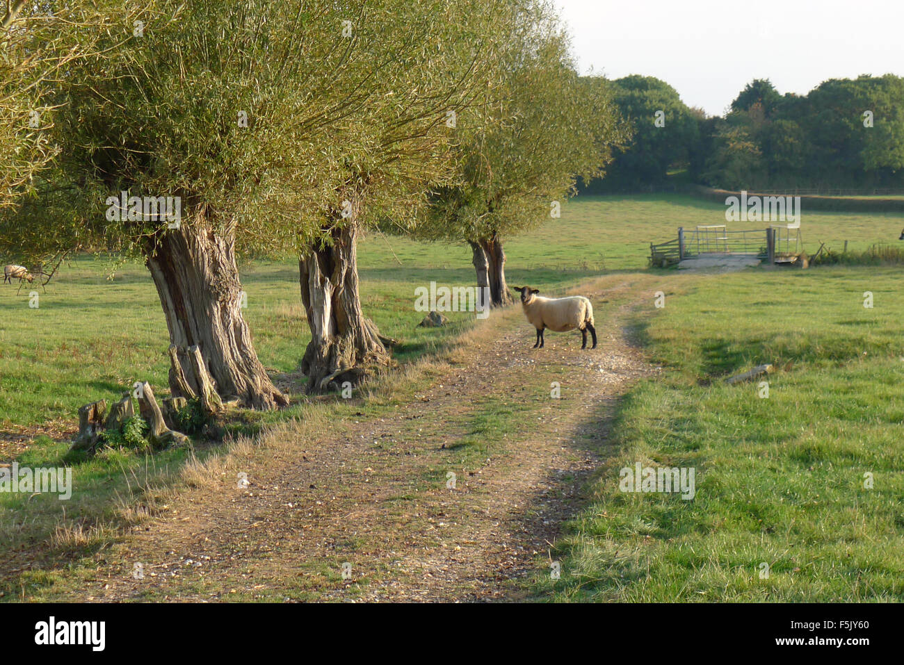 Un lone pecora su un sentiero con antichi alberi di salice in Aylesbury Vale Foto Stock