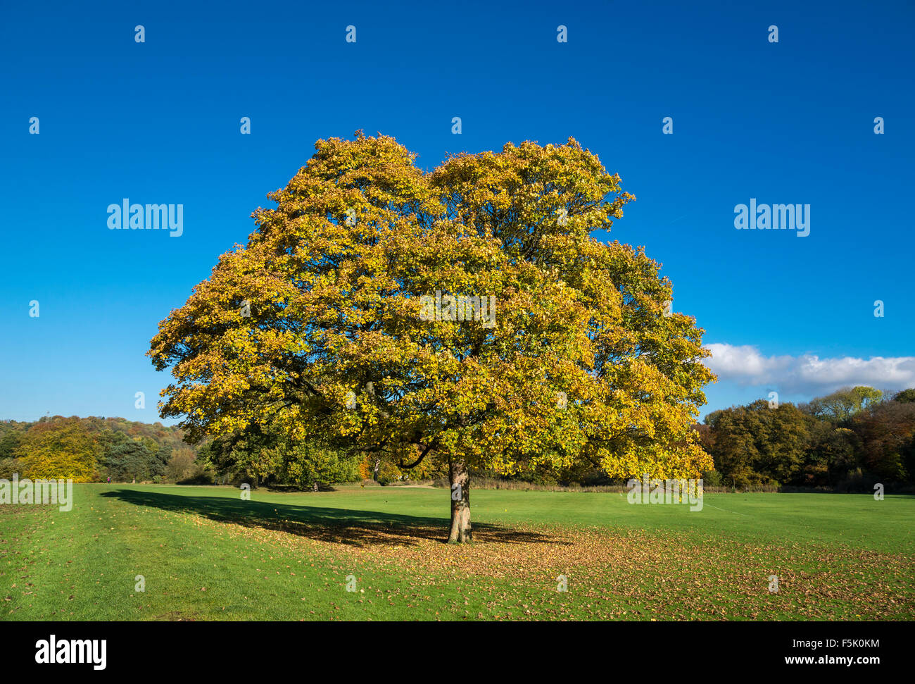 Coppia sicomoro con foglie cambiando in autunno il sole nel parco Brabyns vicino a Stockport, Greater Manchester. Foto Stock