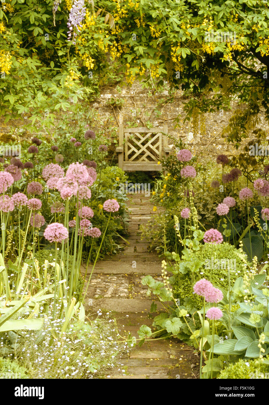 Il Maggiociondolo e malva alliums frontiere in entrambi i lati del percorso di seduta in legno nel giardino di campagna Foto Stock