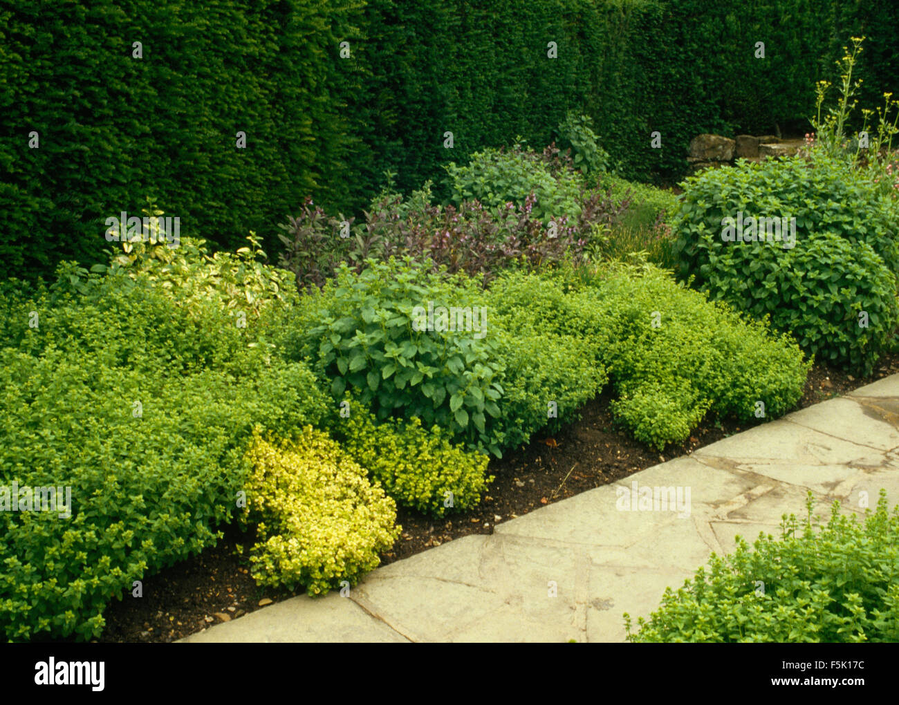 Lussureggiante verde erba che cresce in border accanto al percorso Foto Stock