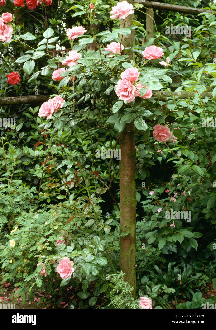 Close-up di un rosa rosa standard tree Foto Stock