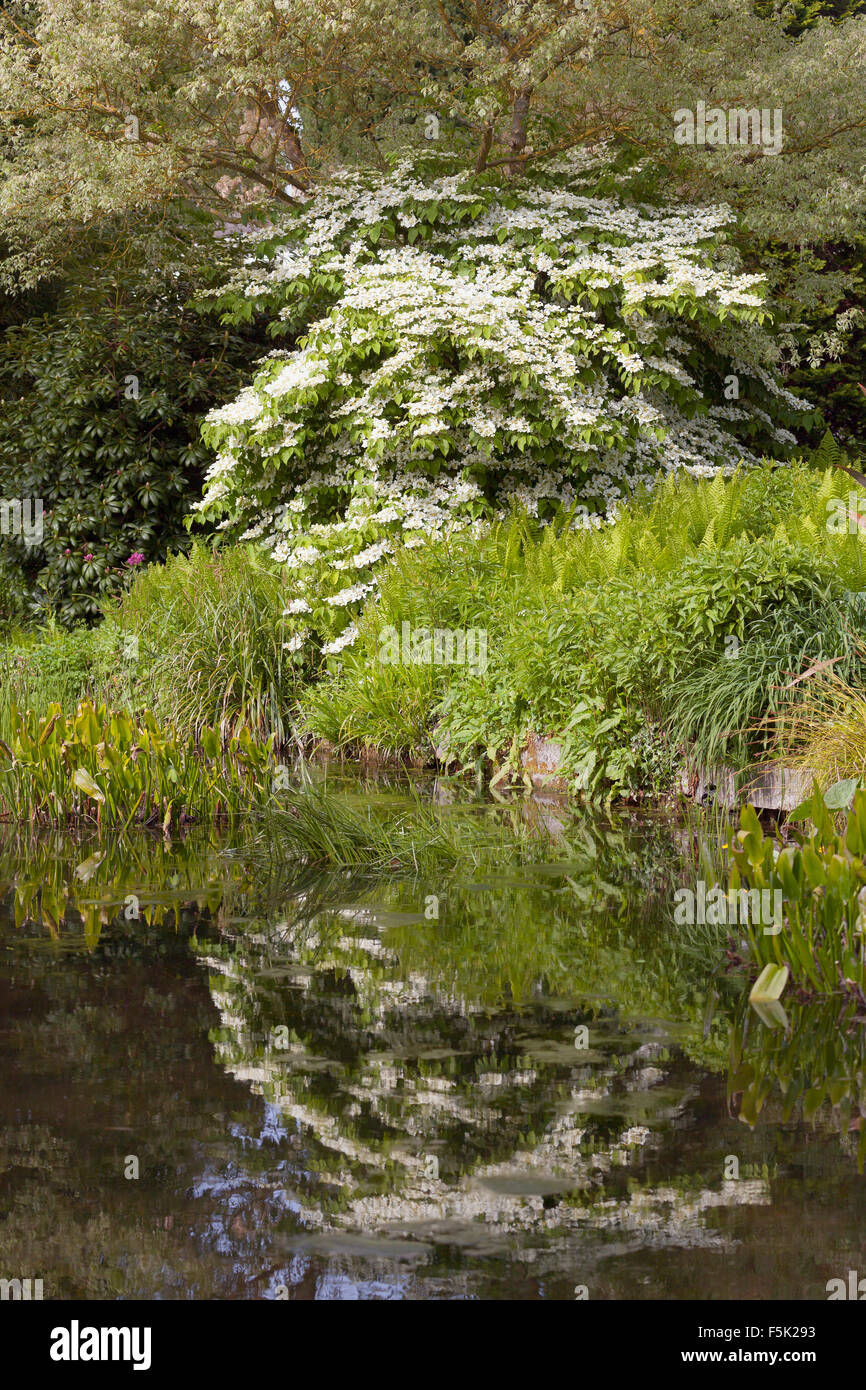 Viburnum plicatum Beth Chatto Gardens Foto Stock