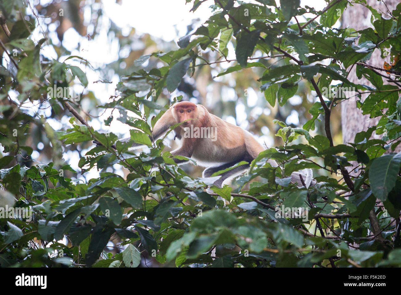 Wild proboscide scimmia in Borneo nella giungla intorno al fiume Kinabatangan Foto Stock