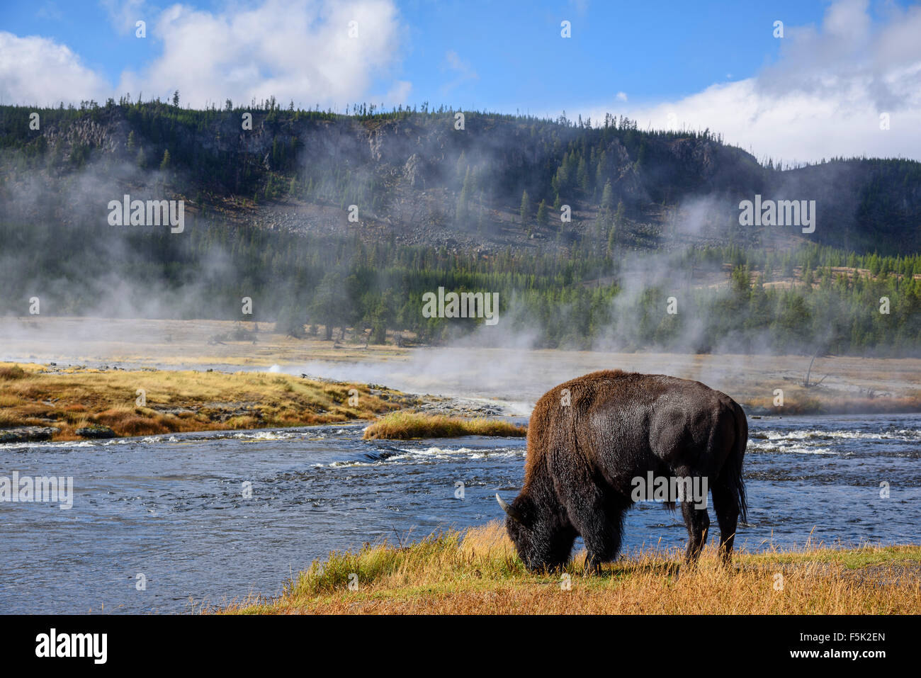 American Bison bison bison, poco Firehole River, il Parco Nazionale di Yellowstone, Wyoming USA Foto Stock