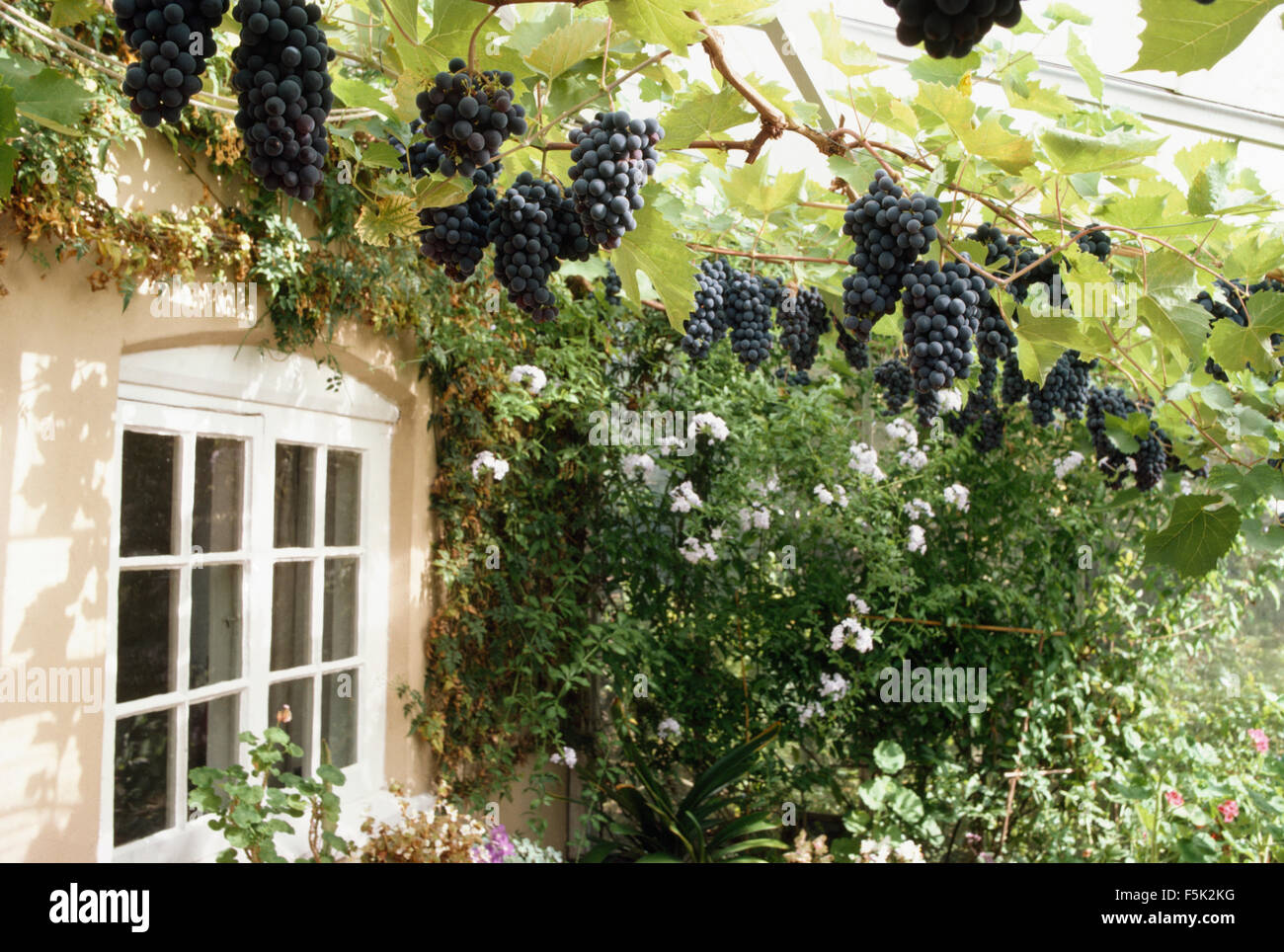 Close-up di un vitigno che cresce in Conservatorio di un paese cottage Foto Stock