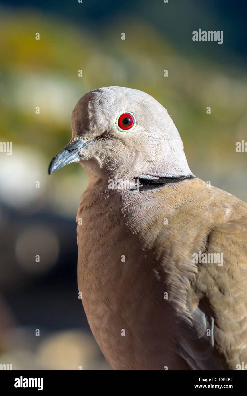 Close-up di Colomba a collare con Ruby Red Eye pigeon Foto Stock