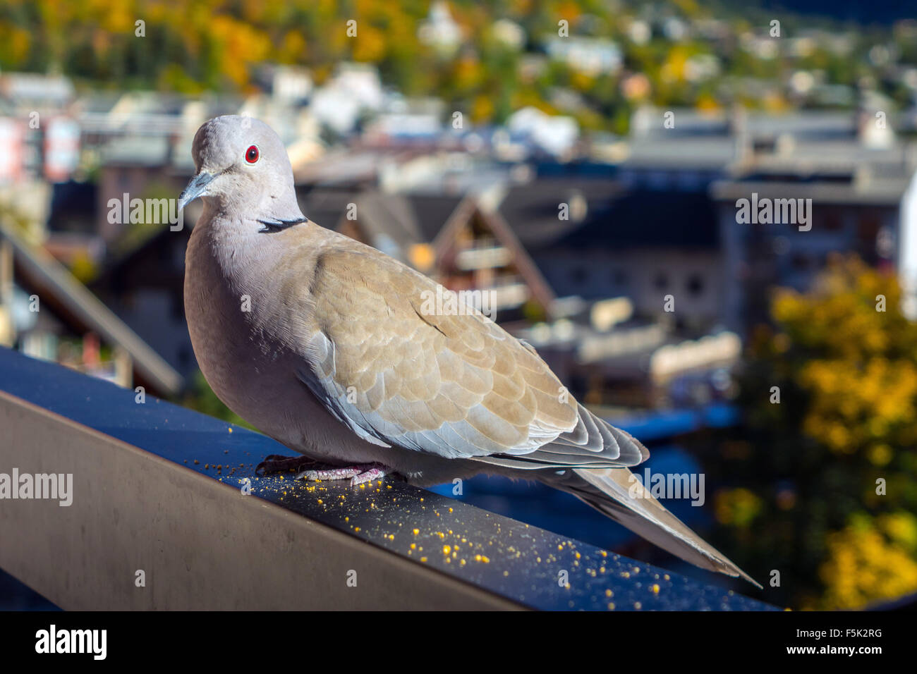 Close-up di Colomba a collare con Ruby Red Eye pigeon Foto Stock