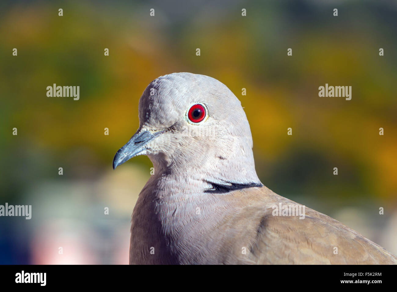 Close-up di Colomba a collare con Ruby Red Eye pigeon, Briancon, Francia Foto Stock