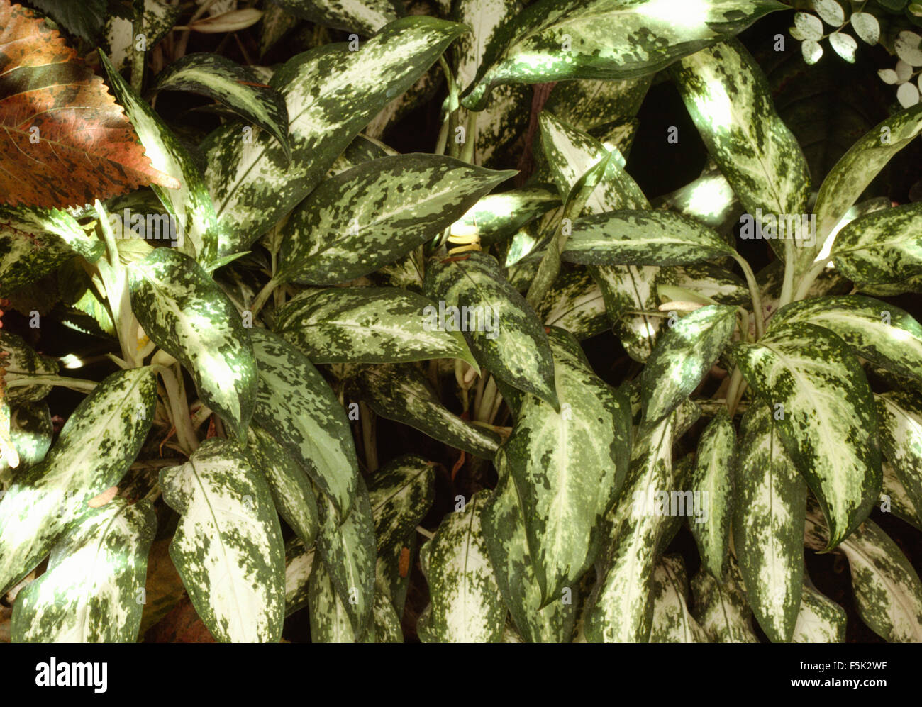 Close-up di una Dieffenbachia Foto Stock