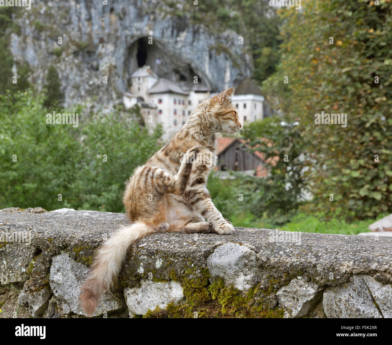 Rosso a strisce di strada gatto con una zampa sollevata sullo sfondo dell antico castello Predjama a Postojna, Slovenia Foto Stock