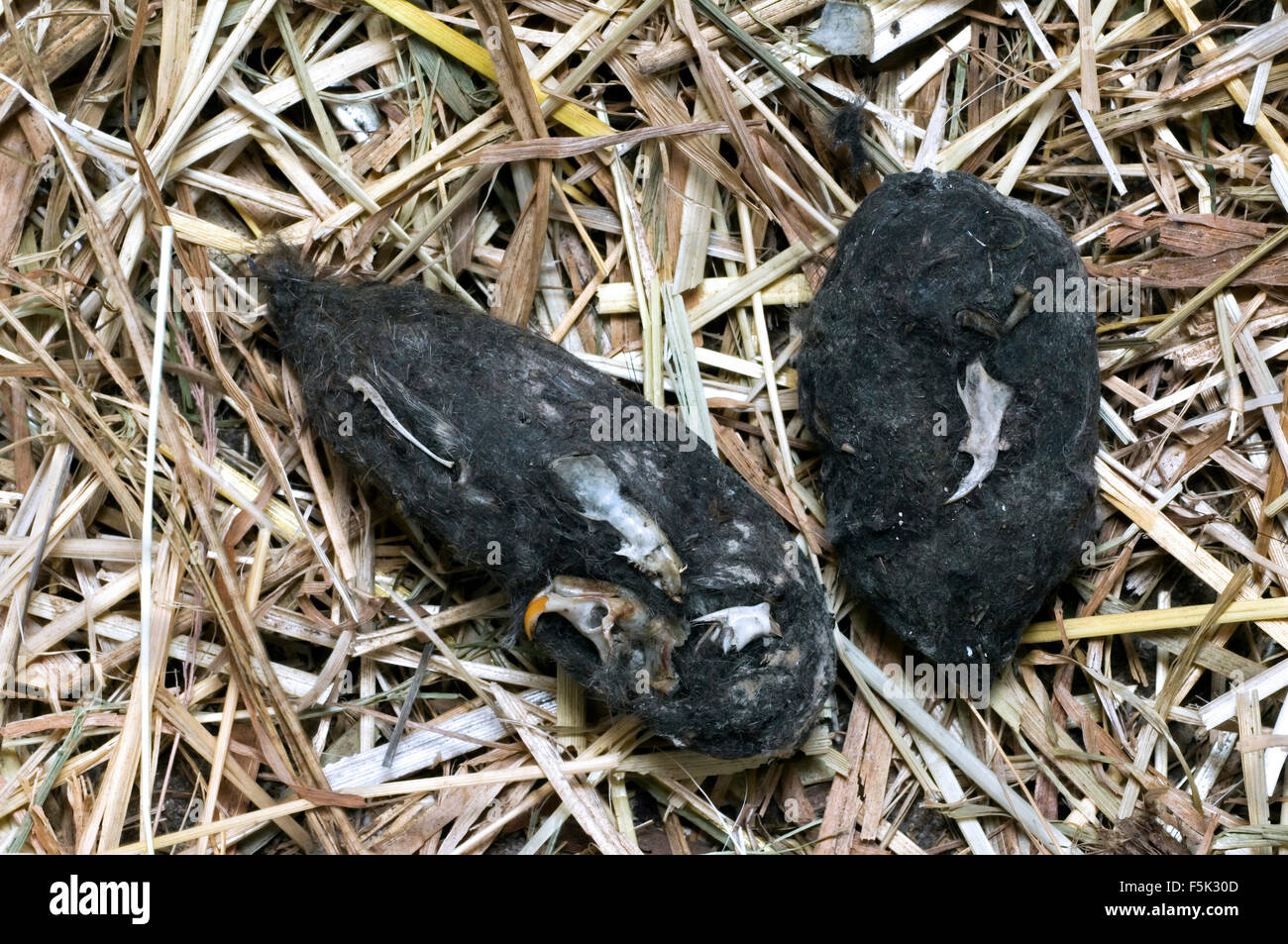 Il barbagianni (Tyto alba) Agglomerati in forma di pellets in hay mostra teschi e le ossa dei topi Foto Stock