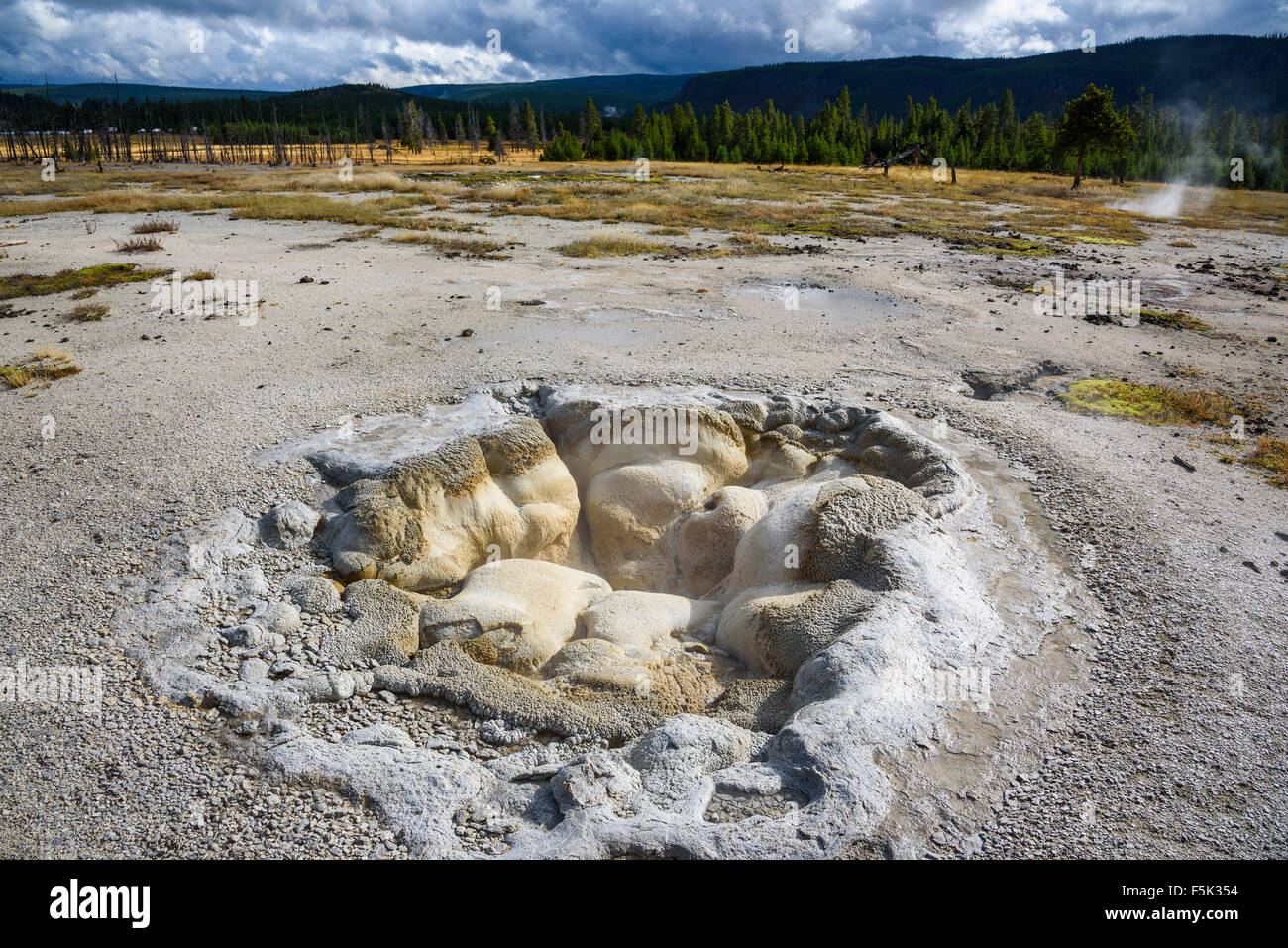 Molla di Shell, Biscuit Basin, il Parco Nazionale di Yellowstone, Wyoming USA Foto Stock