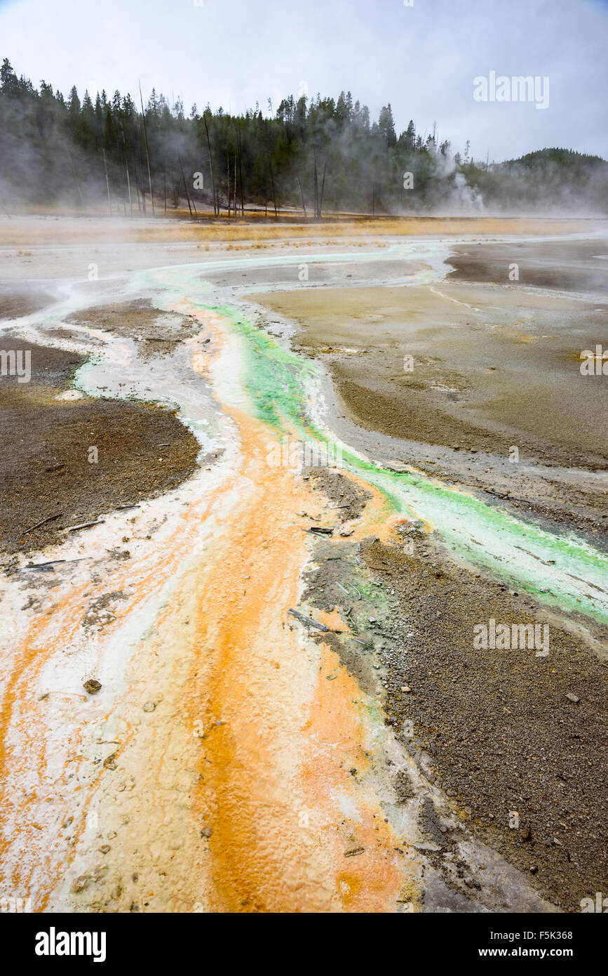 Runoff colorati causata da batteri termofili da Whirligig geyser, Norris Geyser Basin, il Parco Nazionale di Yellowstone, Wyoming USA Foto Stock
