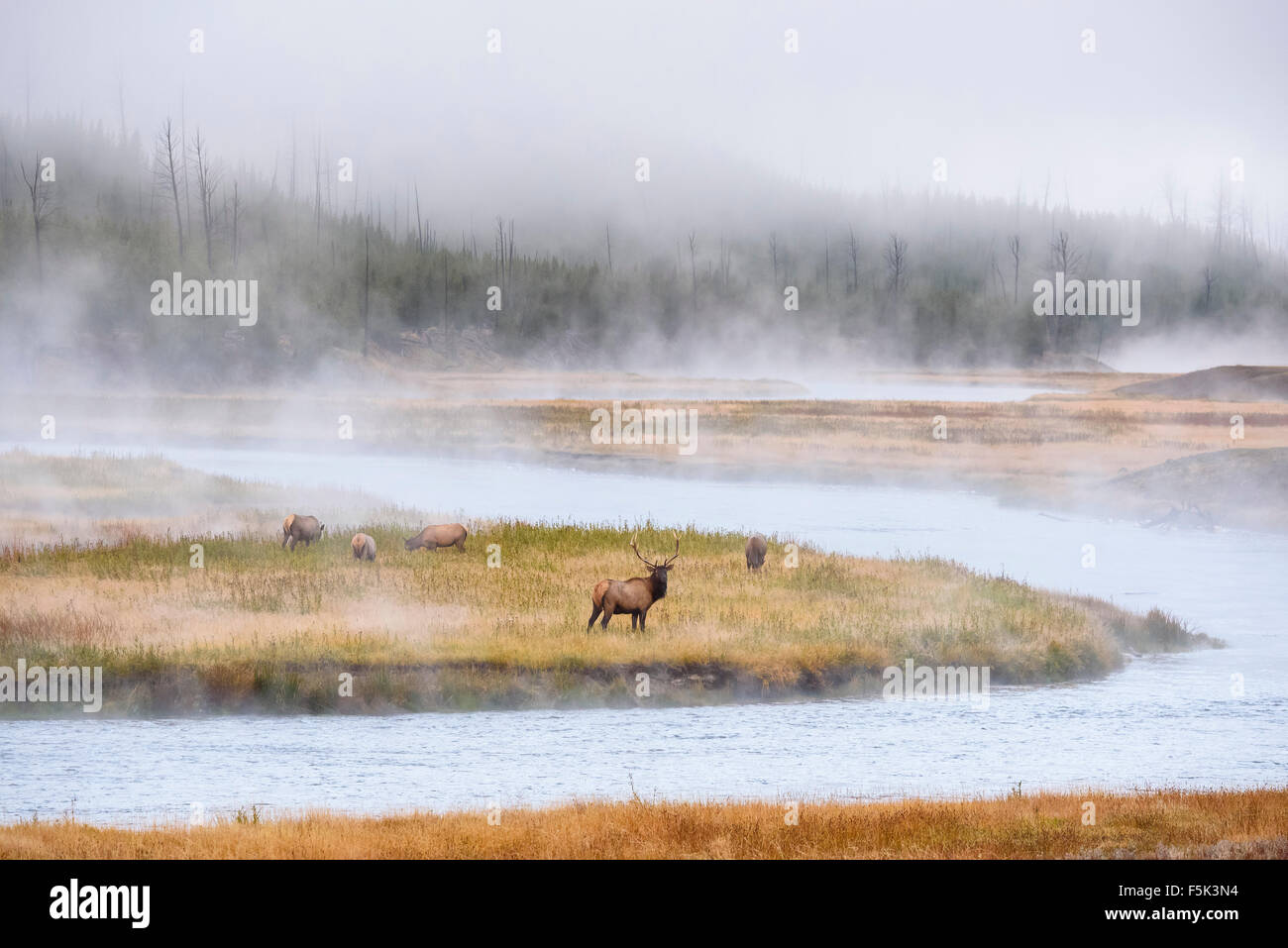 Elk, Cervus canadensis in una nebbiosa mattina sul fiume Madison, il Parco Nazionale di Yellowstone, Wyoming USA Foto Stock