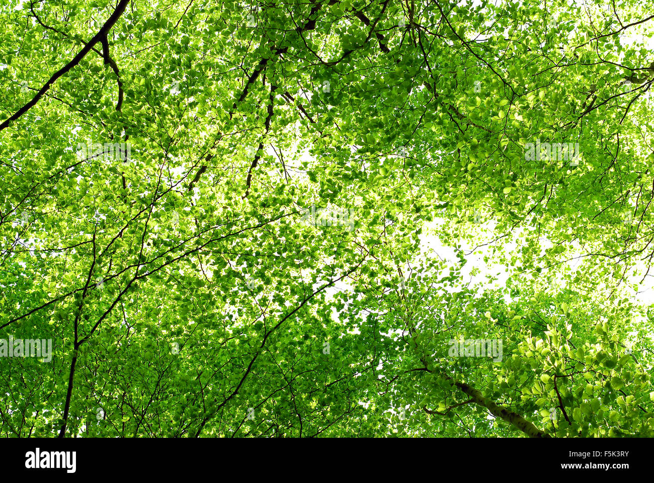 Alberi da tettoia sun ray forest Foto Stock