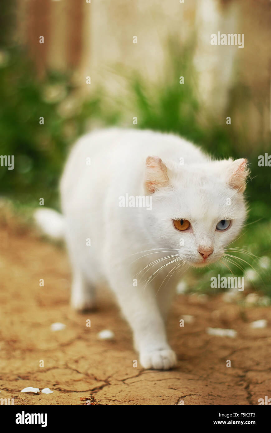 Gatto con Heterochromia iridum Foto Stock