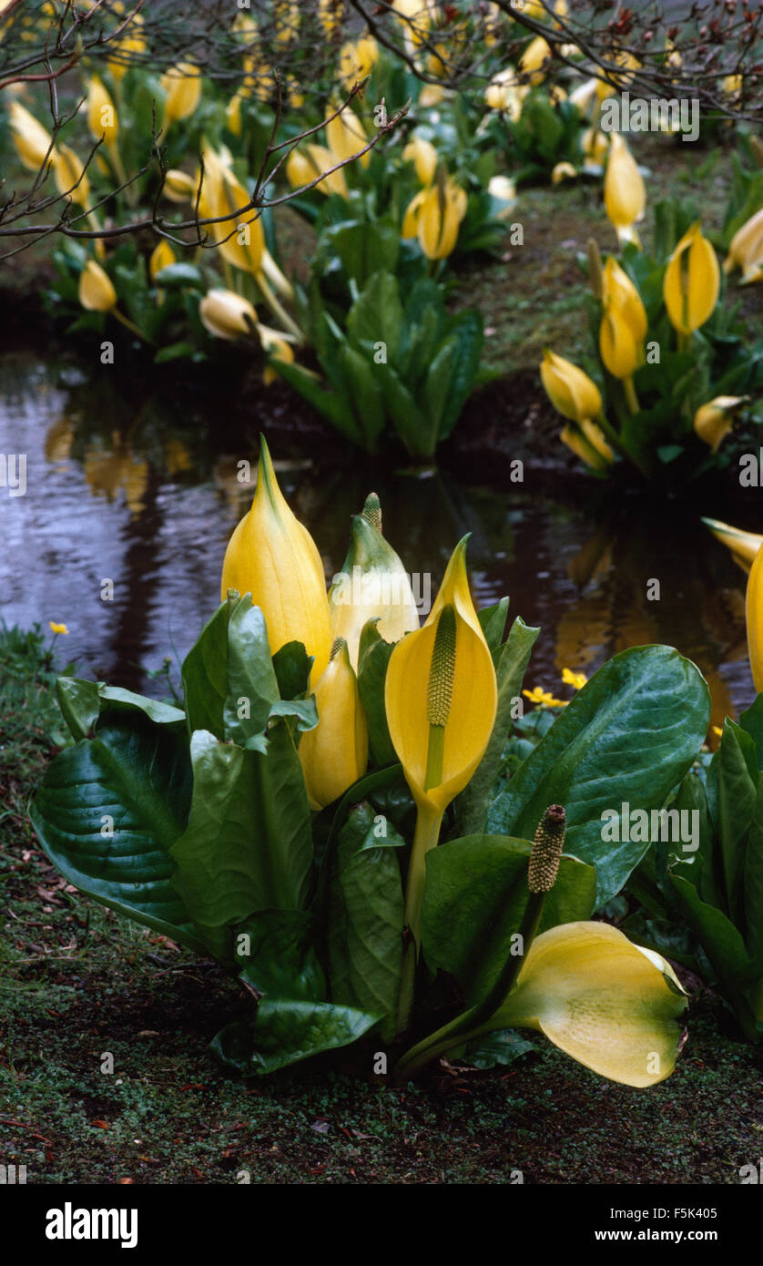 Close-up di giallo Lysichiton Foto Stock