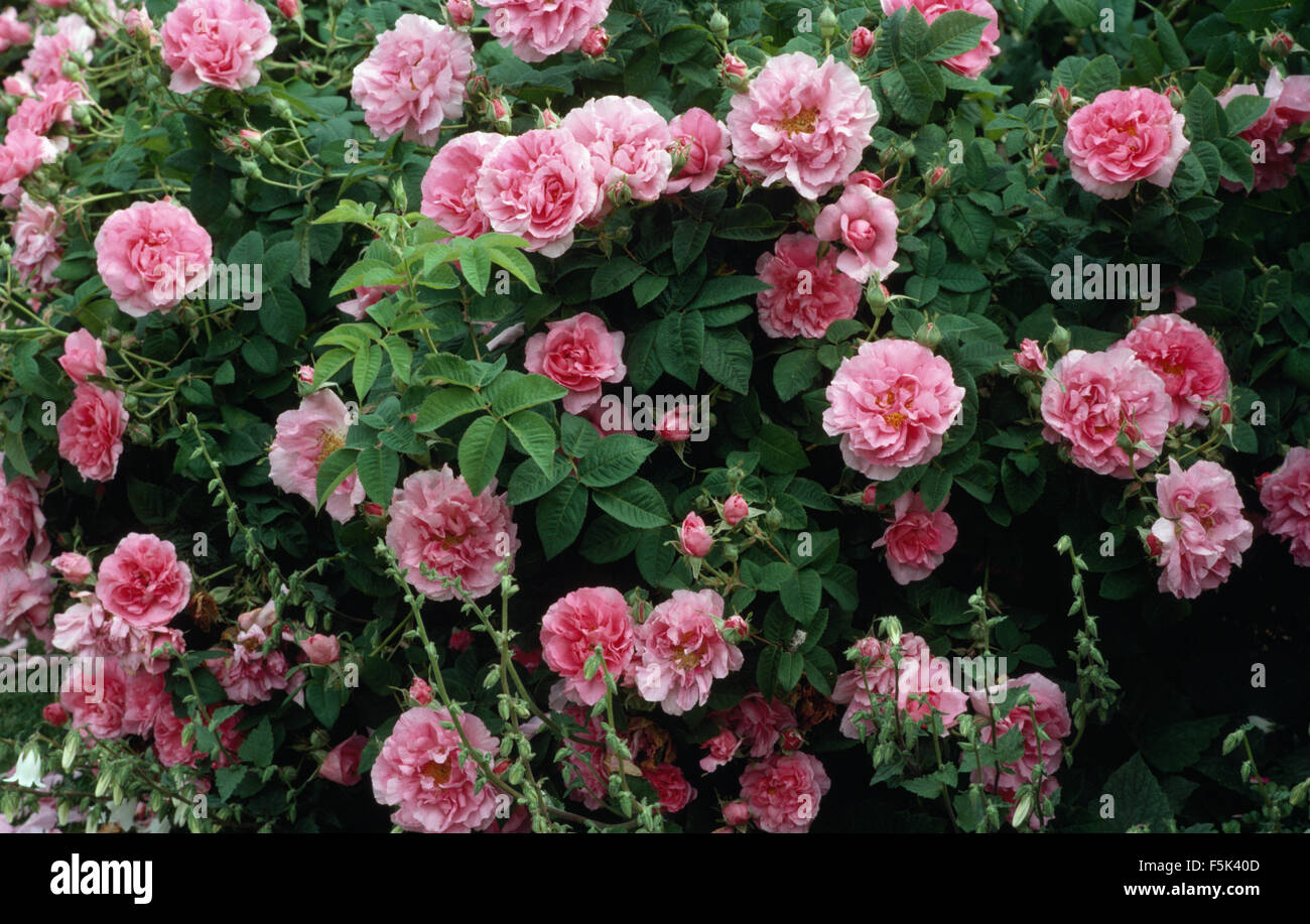 Close-up di rosa Jacques Cartier rose Foto Stock