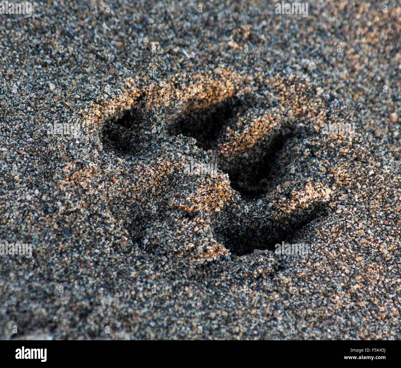 Paw stampa in sabbia di un Upstate New York beach Foto Stock