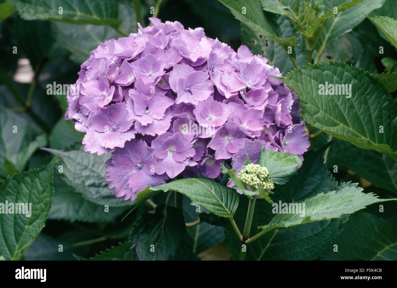 Ortensia color malva immagini e fotografie stock ad alta risoluzione - Alamy