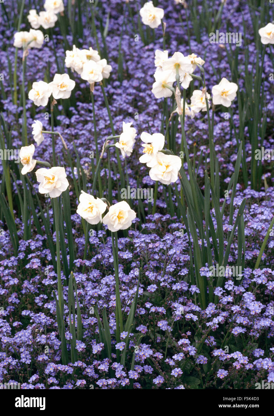Close-up di Narciso "Allegria' sotto-piantate con blue dimenticare-me-Middlesbrough Foto Stock