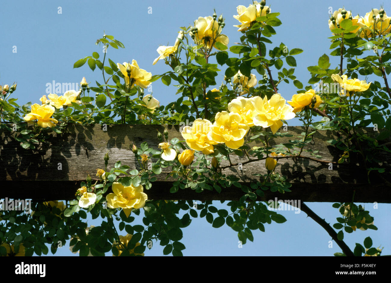 Close-up di arrampicata giallo canarino Bird le rose su un rustico di palo di legno Foto Stock