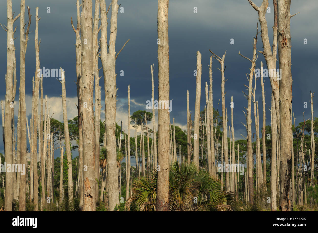 Una fotografia di alcuni alti alberi morti in Piazza San Marco National Wildlife Refuge vicino a Tallahassee in Florida, Stati Uniti d'America. Foto Stock