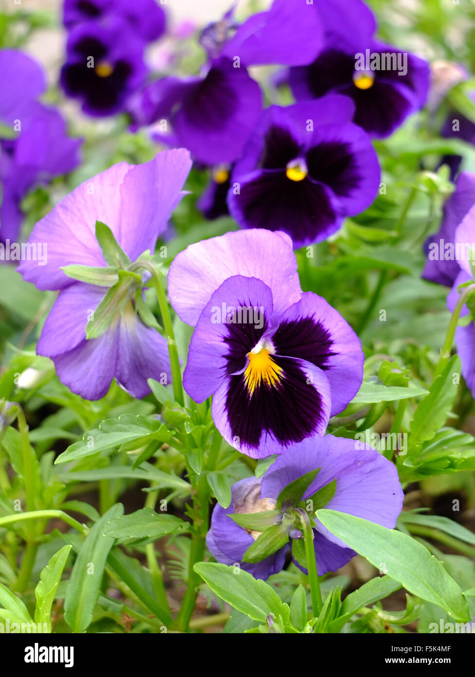 Violette in giardino Foto Stock