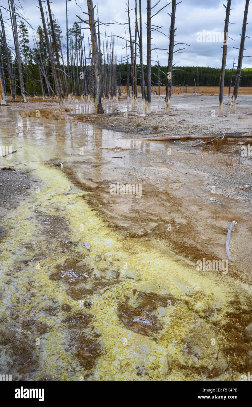 Colori prodotti dai batteri termofili in bassa Geyser Basin, il Parco Nazionale di Yellowstone, Wyoming USA Foto Stock