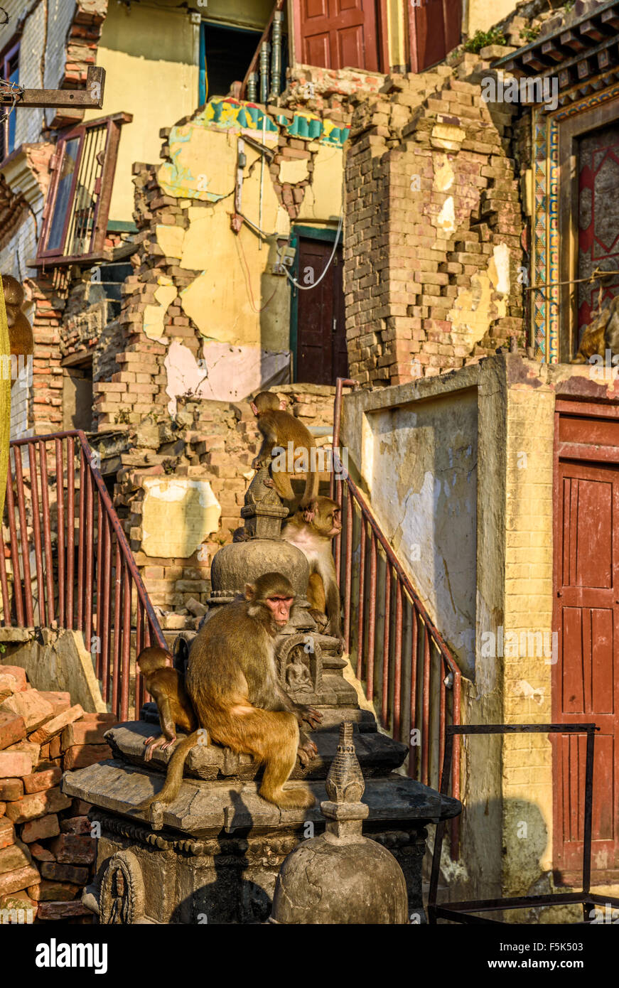 Le scimmie giocando in rovine del tempio di Swayambhunath danneggiata dopo il grande terremoto del 25 aprile 2015 a Kathmandu in Nepal Foto Stock