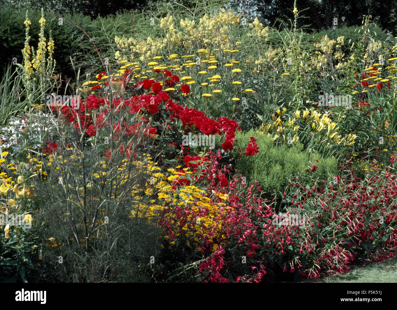 Red dalie con achillea gialla e rudbeckia in estate il confine con il finocchio Foto Stock