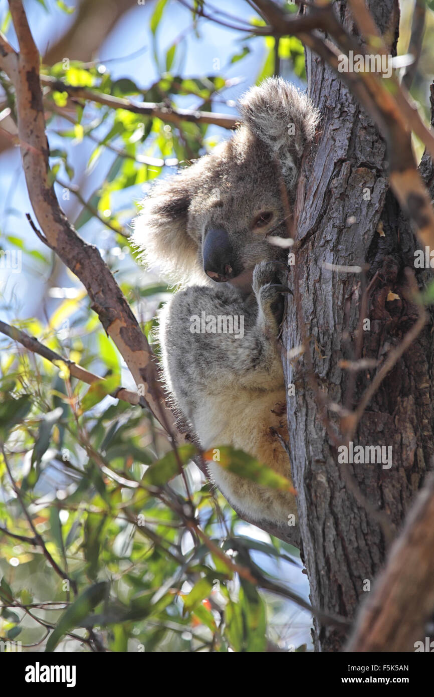 Koala (Phascolarctos cinereus) seduto su un albero di eucalipto su Raymond isola nel Lago di Re, Victoria, Australia. Foto Stock