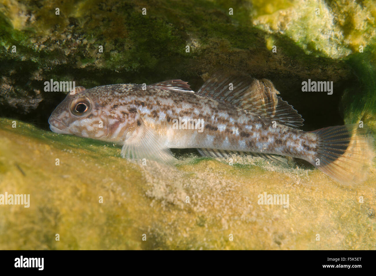 Round ghiozzo, pezzata nera ghiozzo, Caspian round ghiozzo o lo zenzero ghiozzo (Neogobius melanostomus) Foto Stock