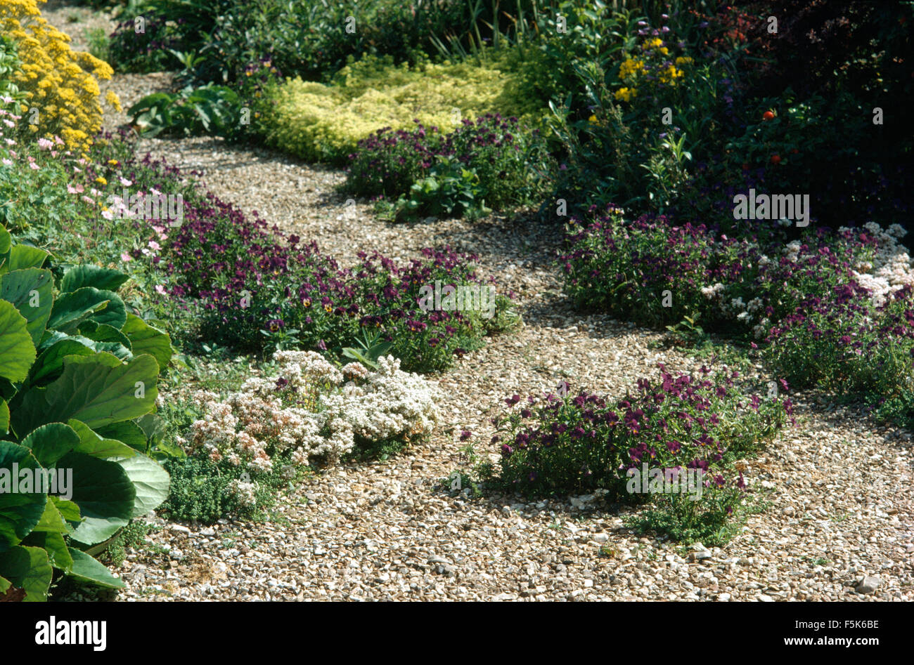 Viola viole crescente nel sentiero di ghiaia tra le frontiere in un paese giardino in estate Foto Stock