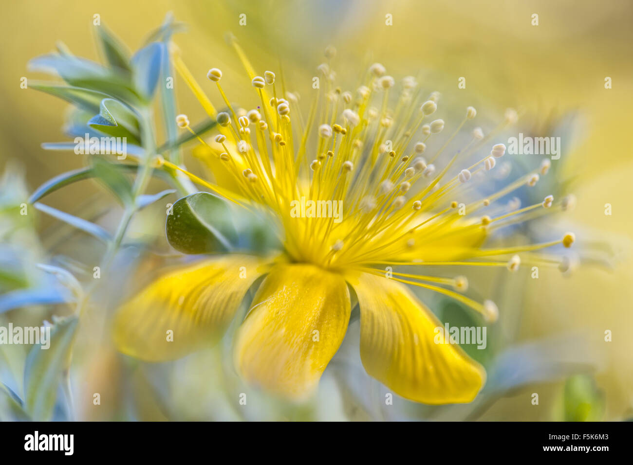 Close up del fiore del Alpine Hypericum pianta Foto Stock