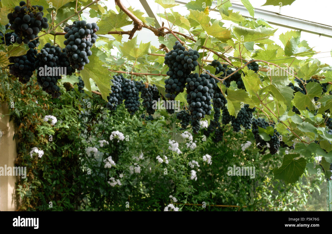 Uva nera sulla vite in una serra con plumbago bianco Foto Stock